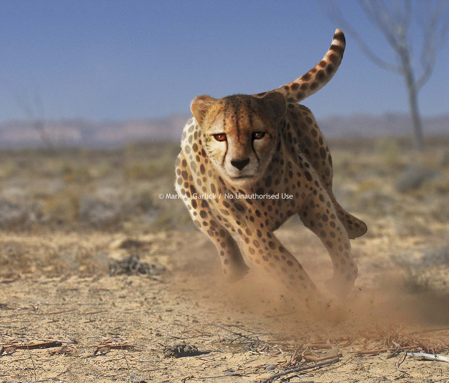 Artwork of springing cheetah by Mark A. Garlick