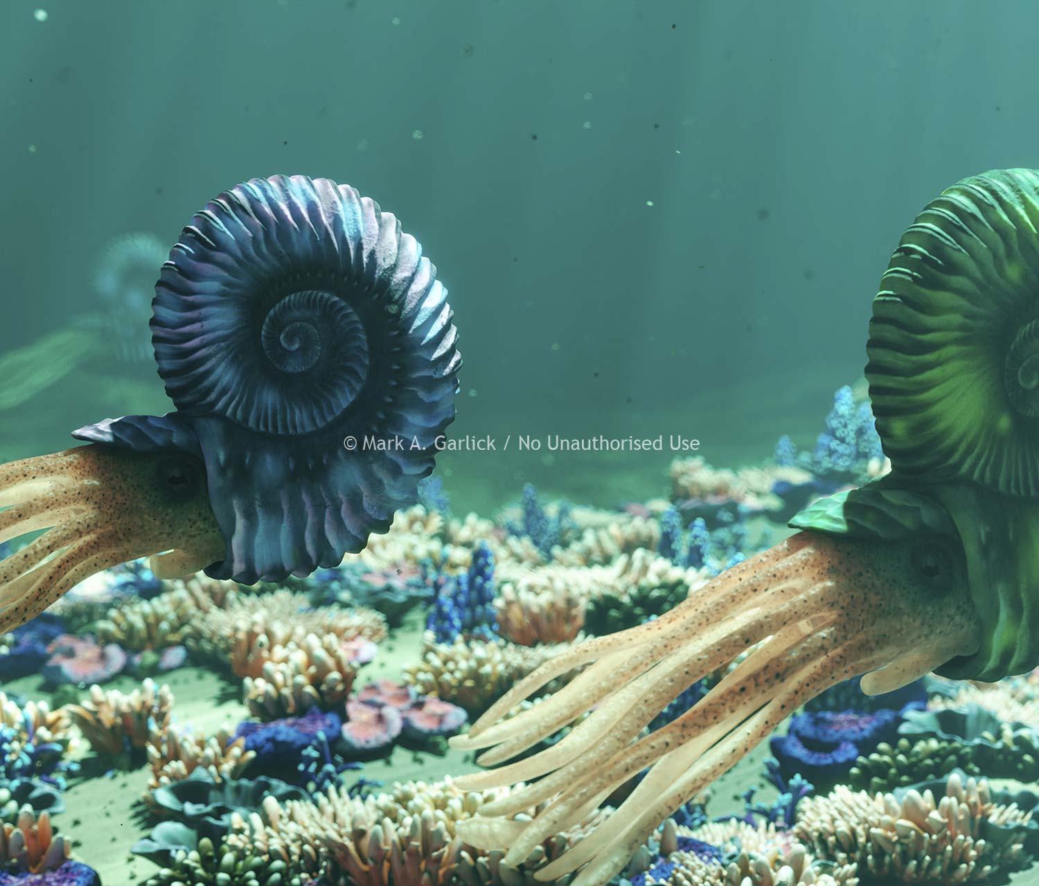 Ammonites paleoart by Mark Garlick